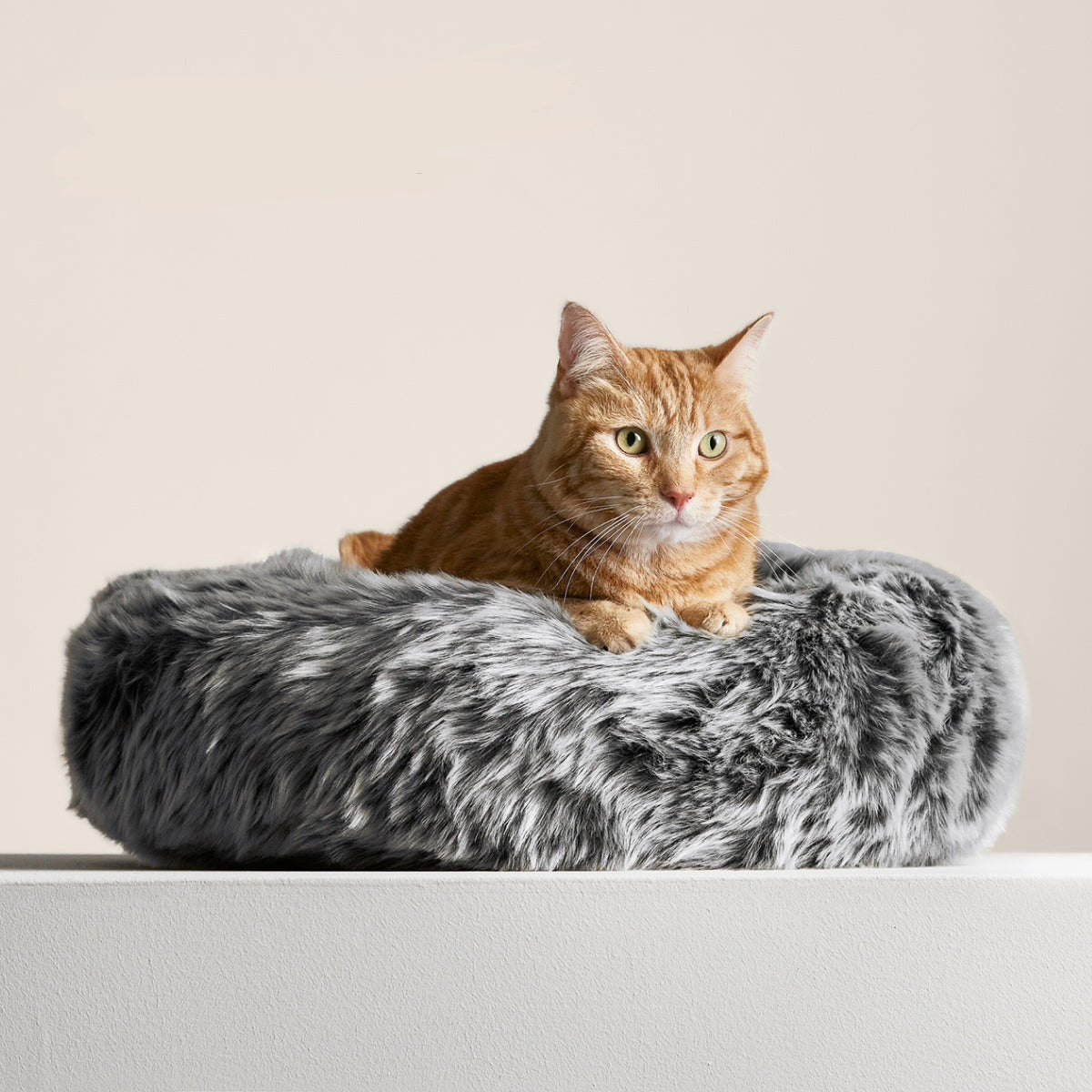 Compact Cushion Cat Resting Bed