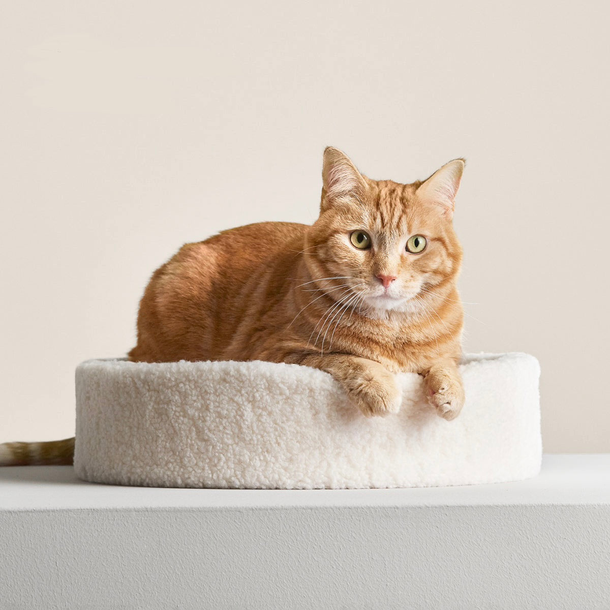 Ultra-Soft Supportive Cat Nest Bed